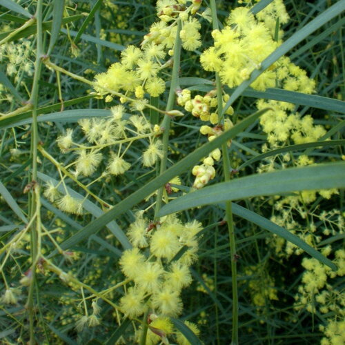 3 graines acacia iteaphylla, mimosa à feuilles de saule