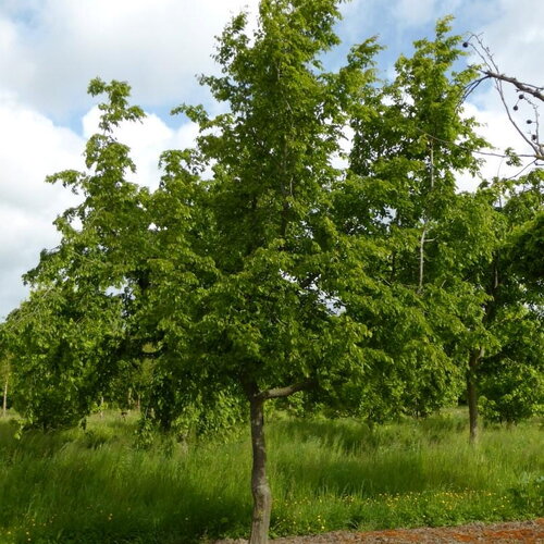 5 graines de carpinus cordata