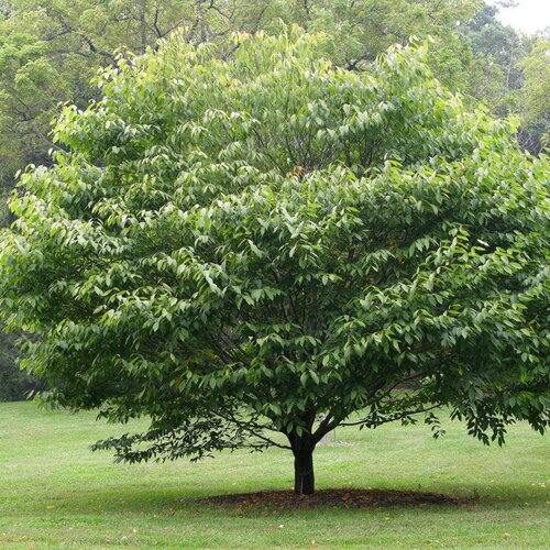3 graines de charme de caroline, carpinus caroliniana