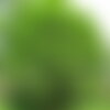 3 graines de charme commun, carpinus betulus, charme