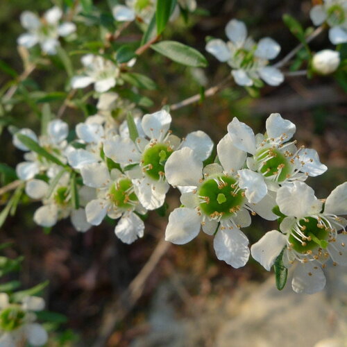3 graines leptospermum polygalifolium &quot;tantoon&quot;, arbre à thé jaune