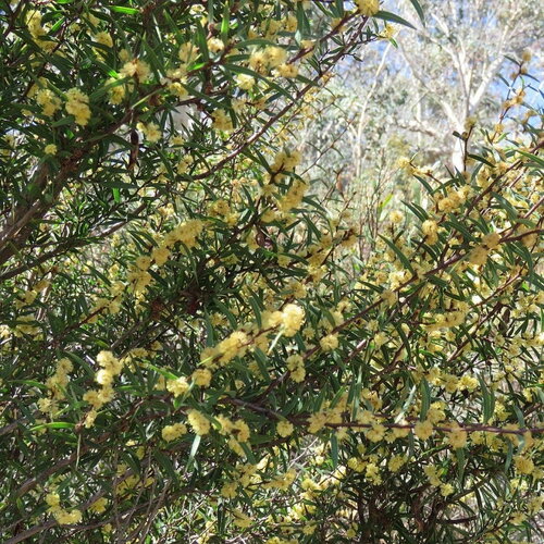 3 graines acacia siculiformis, mimosa dague