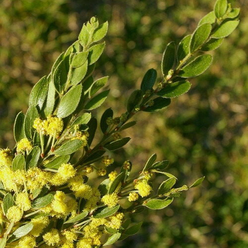 3 graines acacia vestita, mimosa de sainte hélène