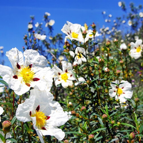 30 graines de ciste porte-laudanum, ciste à gomme, cistus ladanifer