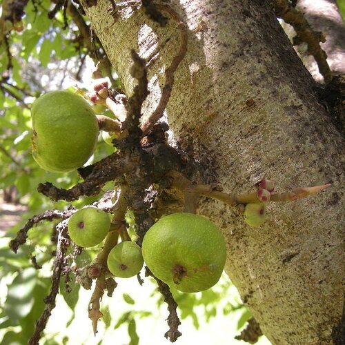 5 graines ficus racemosa, ficus glomerata, udumbara