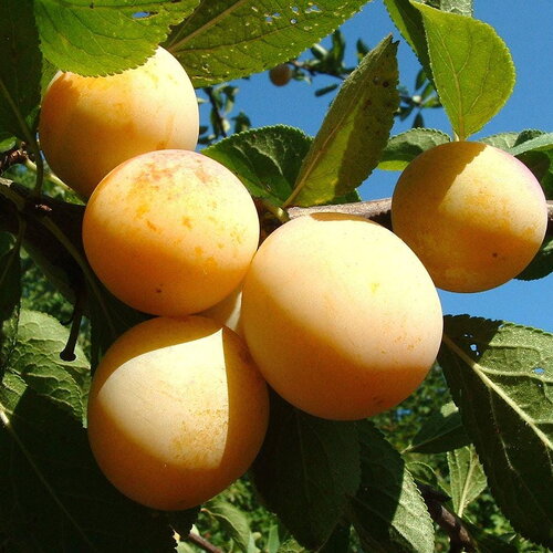 3 graines de mirabellier, prunus domestica subsp. syriaca