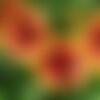 10 graines de gaillardia aristata, gaillarde
