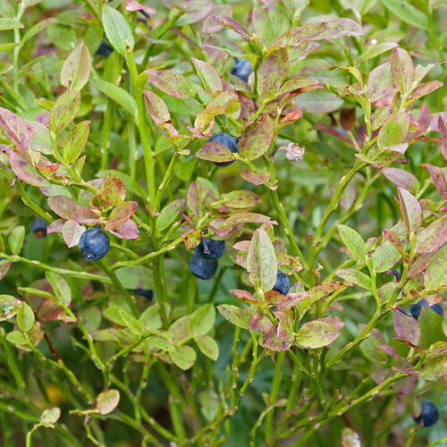 5 graines de myrtille, vaccinium myrtillus