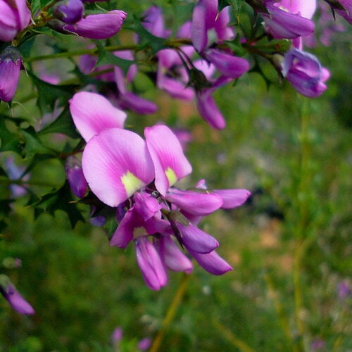 5 graines mirbelia dilatata