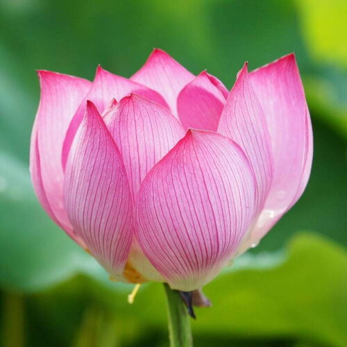 3 graines de lotus sacré, nelumbo nucifera