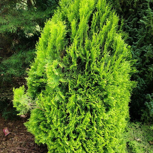7 graines de thuya de chine, thuya d'orient, platycladus orientalis