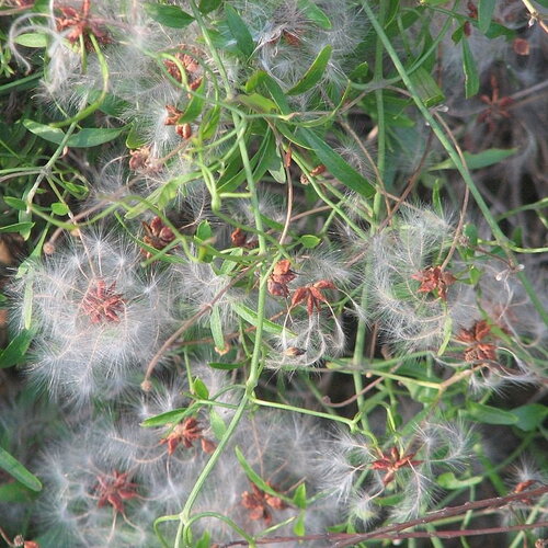 7 graines de clematis microphylla, clématite à petites feuilles