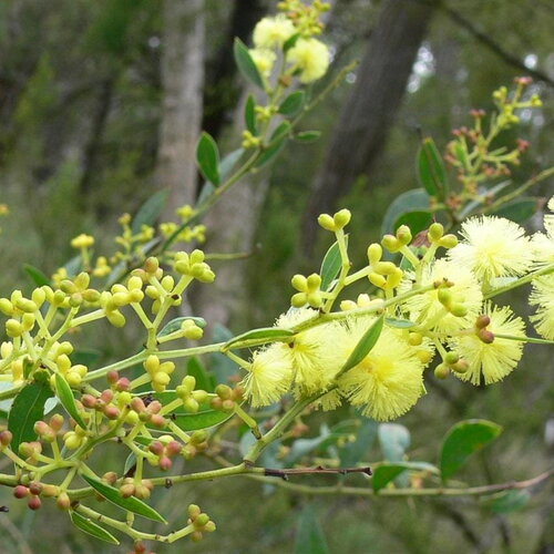 3 graines acacia myrtifolia, mimosa à feuilles de myrte