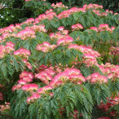 7 graines albizia julibrissin, arbre à soie, acacia, albizia