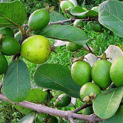 3 graines de psidium guineense, goyavier du brésil, goyavier de guinée