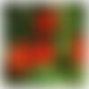 3 graines de tropaeolum majus mix, capucines