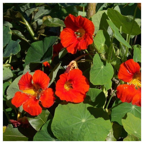 3 graines de tropaeolum majus mix, capucines