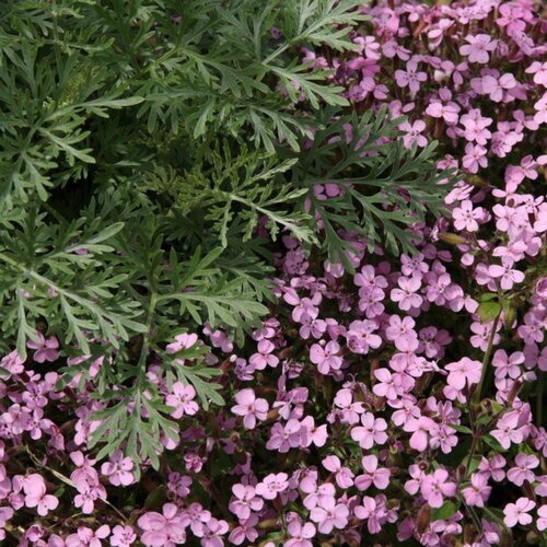 50 graines de saponaire de montpellier, saponaria ocymoides, saponaire des rochers, saponaire faux basilic, saponaire rose