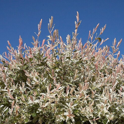 2 plants saule crevette, salix integra flamingo, racines nues