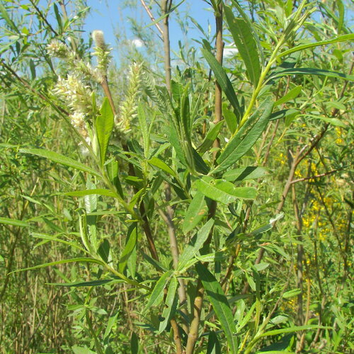 2 plants saule des vanniers, saule osier, osier vert, vime, salix viminalis, racines nues