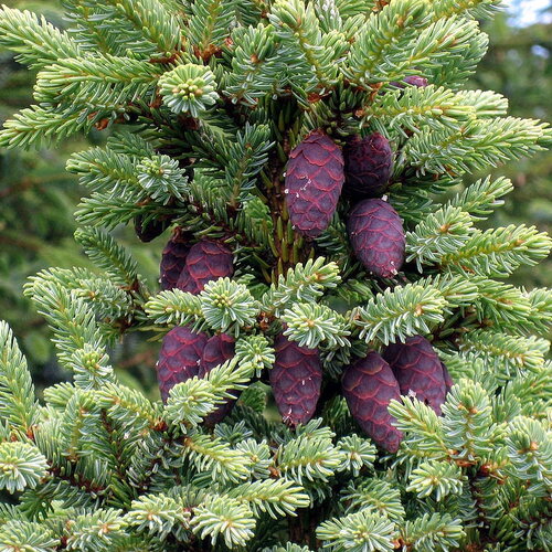 10 graines de épinette noire, picea mariana