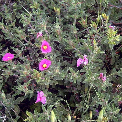 30 graines de ciste crépu, cistus crispus