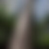 5 graines eucalyptus grandis, gommier rose