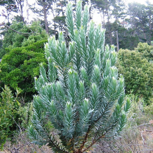 3 graines leucadendron argenteum, arbre d'argent
