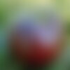 Rare 30 graines de tomate noire de russie solanum lycopersicum