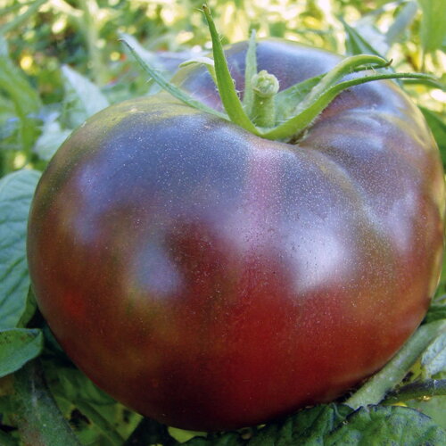 Rare 30 graines de tomate noire de russie solanum lycopersicum