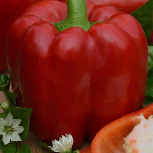 20 graines de poivron rouge &quot;robertina&quot;, capsicum annuum