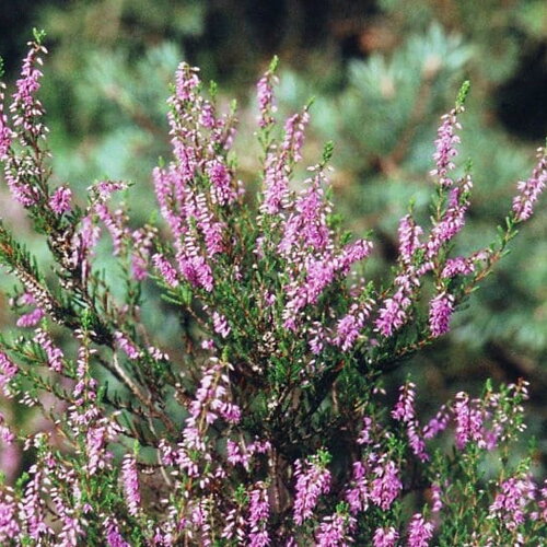 100 graines calluna vulgaris, callune, bruyère commune