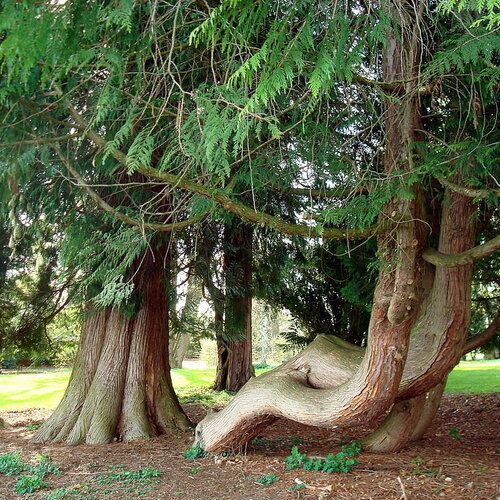 5 graines de thuja plicata, thuya géant, cèdre rouge de l’ouest, thuya de lobb