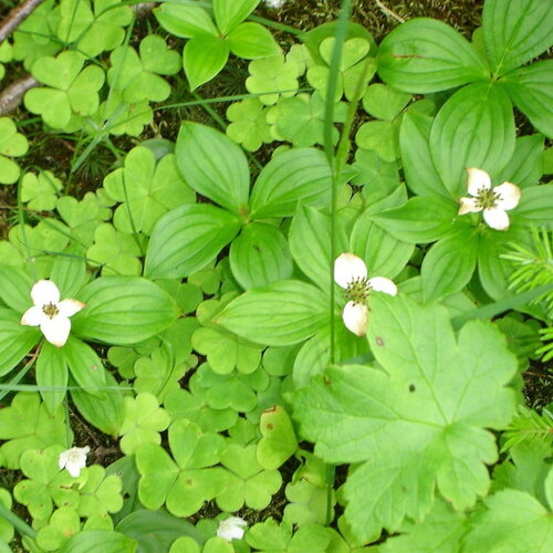 3 graines cornus canadensis, cornouiller du canada, quatre-temps