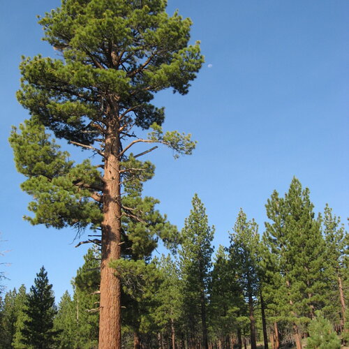 3 graines de pin de jeffrey, pinus jeffreyi