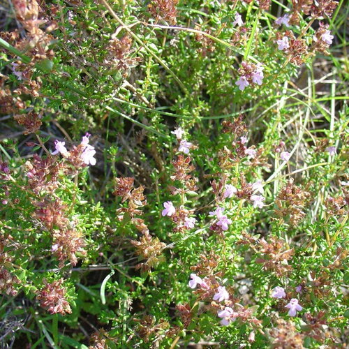 10 graines thymus hyemalis, thym fin, thym noir