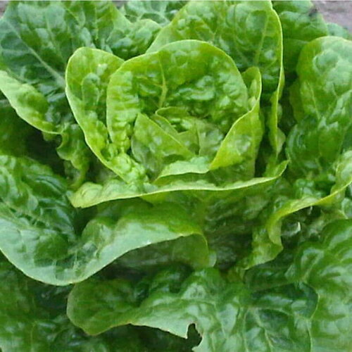 50 graines de laitue romaine coeur de tudela, lactuca sativa