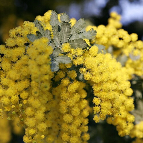 3 graines de acacia baileyana, mimosa de bailey