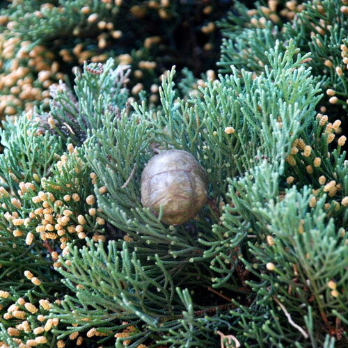 5 graines cupressus sempervirens, cyprès commun, cyprès sempervirent, cyprès toujours vert, cyprès d'italie, cyprès de provence