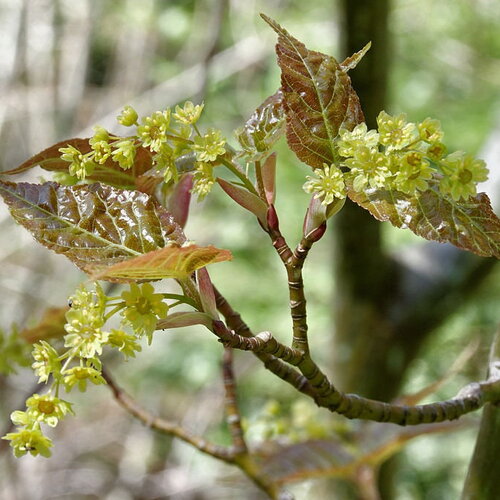3 graines de acer davidii, érable à peau de serpent, érable du père david