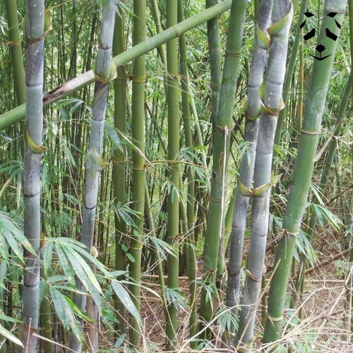 3 graines bambusa longinternode, bambou non traçant