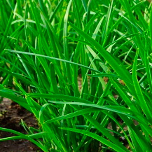 30 graines de ciboule de chine allium tuberosum ciboulette chinoise ail à feuilles plates plante herbe aromatique