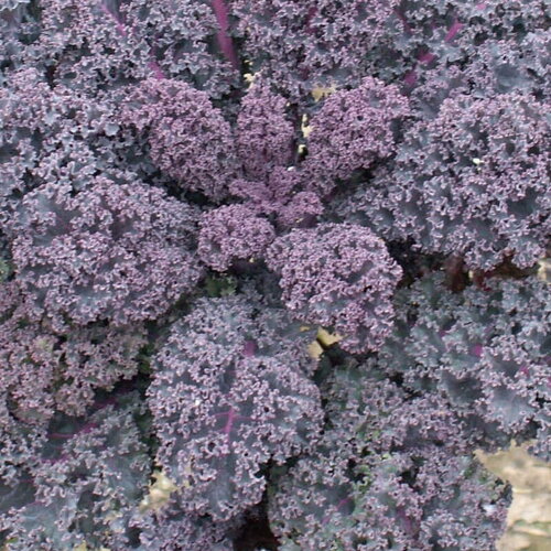 50 graines de chou kale scarlet, brassica oleracea