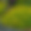 30 graines sedum aizoon