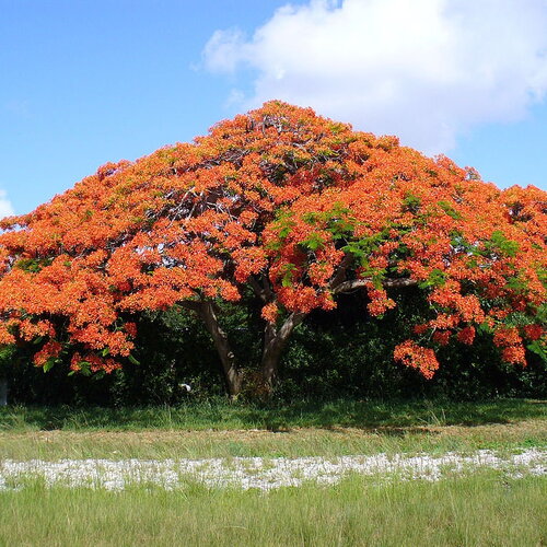3 graines flamboyant delonix regia, royal poinciana
