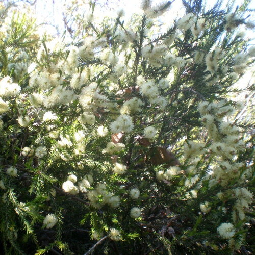 3 graines melaleuca ericifolia, rosalina