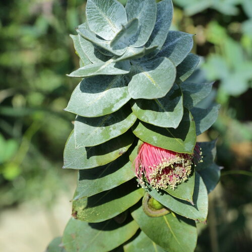 3 graines eucalyptus macrocarpa, mottlecah