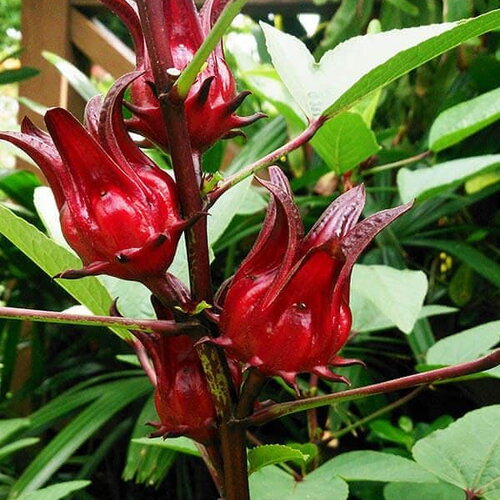 7 graines hibiscus sabdariffa, oseille de guinée, roselle, groseille pays