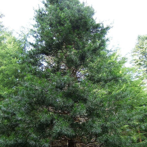 5 graines de pin parasol du japon, sciadopitys verticillata