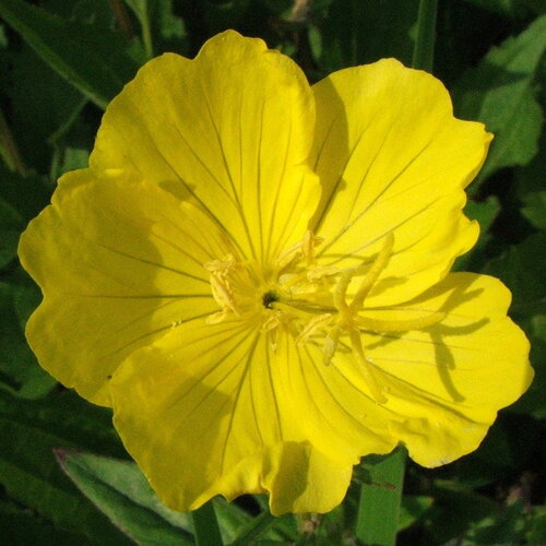 7 graines oenothera missouriensis, onagre du missouri, oenothera macrocarpa, œnothère à grandes fleurs